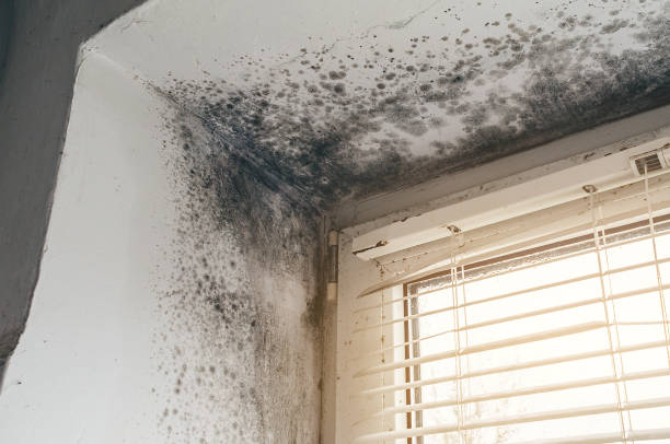 Affordable Mold Removal solutions in Columbia, IL