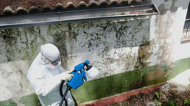 Top rated local Mold Removal specialists in Columbia, IL
